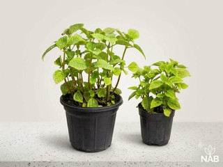 پیله آ حوله ای